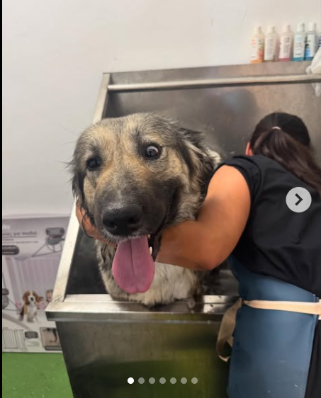 Pet Grooming 6